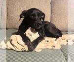 Small #2 Labrador Retriever Mix