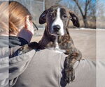 Small #4 Boxer-Plott Hound Mix