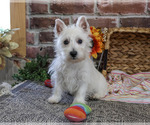 Ophelia - Female Schnauzer (Miniature) Puppy for Sale - Photo #5