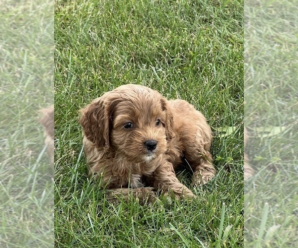 Medium Photo #3 Cockapoo Puppy For Sale in NILES, MI, USA