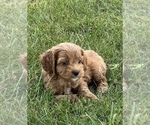 Small #2 Cockapoo
