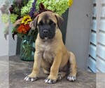 Small Photo #1 Mastiff Puppy For Sale in GAP, PA, USA