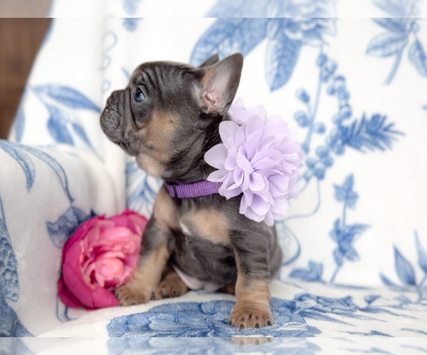 Medium Photo #2 French Bulldog Puppy For Sale in NEWARK, TX, USA