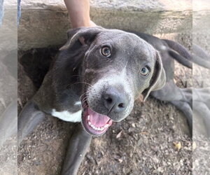 Mutt Dogs for adoption in Yardley, PA, USA