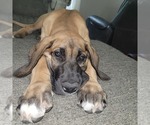 Small Photo #1 Irish Dane Puppy For Sale in SURRY, VA, USA