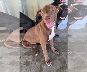Great Dane-Labrador Retriever Mix Dogs for adoption in El Centro, CA, USA