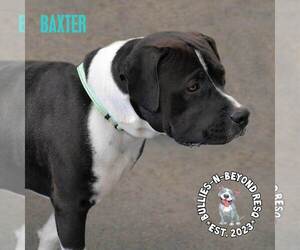 Baxter - Male American Staffordshire Terrier-Bulldog Mix Dog for Adoption - Photo #4