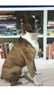 Small Photo #1 Boxer Puppy For Sale in MANASSAS, VA, USA