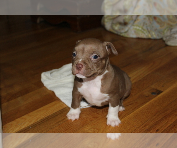Medium Photo #1 American Bully Puppy For Sale in IUKA, MS, USA