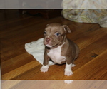 Small Photo #1 American Bully Puppy For Sale in IUKA, MS, USA
