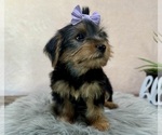 Small #1 Yorkshire Terrier