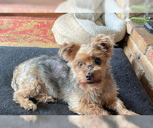 Mutt Dogs for adoption in St. Cloud, MN, USA
