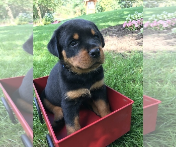 Medium Photo #1 Rottweiler Puppy For Sale in GOSHEN, IN, USA