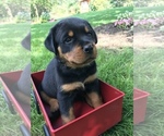 Small Photo #1 Rottweiler Puppy For Sale in GOSHEN, IN, USA