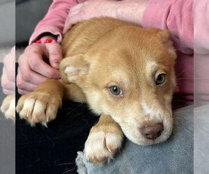 Labsky Dogs for adoption in Mechanicsburg, PA, USA