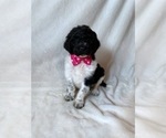Small #1 Goldendoodle