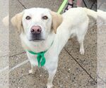 Small #4 Labrador Retriever-Retriever  Mix