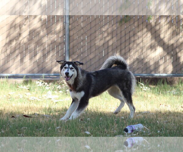 Medium Photo #4 Alaskan Malamute-Unknown Mix Puppy For Sale in El Centro, CA, USA