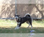 Small #3 Alaskan Malamute Mix