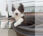 Puppy Beau Australian Shepherd