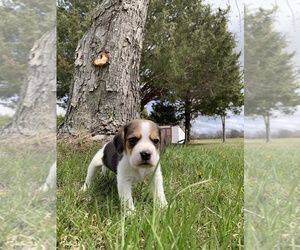 Beagle Puppy for sale in DIXON, MO, USA