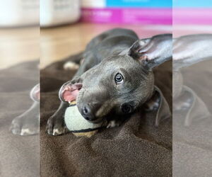 Selene - Female American Pit Bull Terrier Dog for Adoption - Photo #2