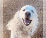 Small #3 Great Pyrenees Mix