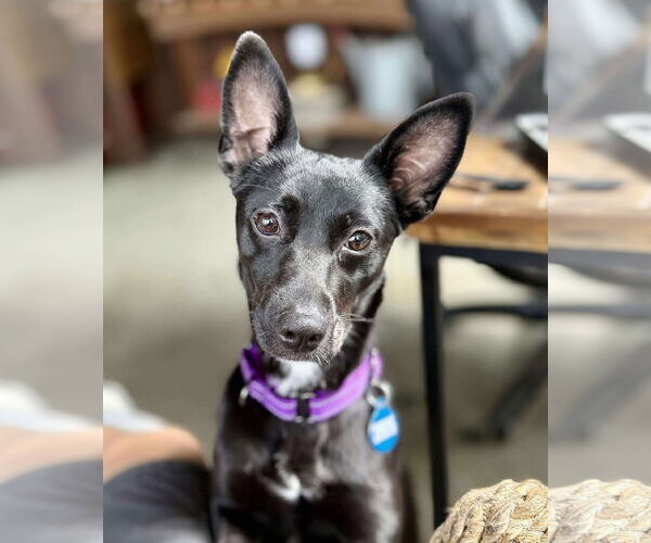 Medium Photo #9 Mutt Puppy For Sale in Boonton, NJ, USA