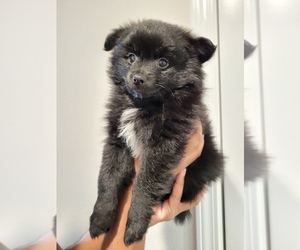 Pomeranian Puppy for sale in SALISBURY, NC, USA