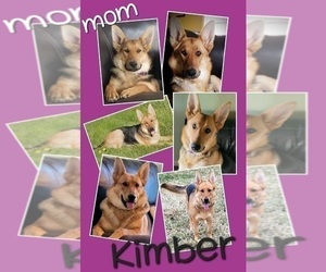 Mother of the German Shepherd Dog puppies born on 09/11/2023