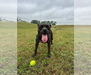 Esther - Fee Waived - Female American Staffordshire Terrier-Unknown Mix Dog for Adoption - Photo #2