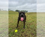 Small Photo #2 American Staffordshire Terrier-Unknown Mix Puppy For Sale in Pierceton , IN, USA