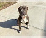 Small Photo #1 American Pit Bull Terrier Puppy For Sale in Orange, CA, USA