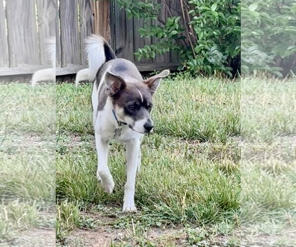 Medium Photo #3 Unknown-pomeranian spitz Mix Puppy For Sale in Holly Springs, NC, USA