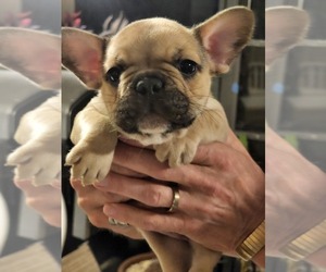 French Bulldog Puppy for sale in CAPE CORAL, FL, USA