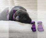 Puppy 3 Labrador Retriever