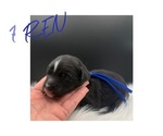 Puppy Ren Sheepadoodle