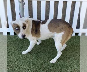 Mutt Dogs for adoption in Modesto, CA, USA