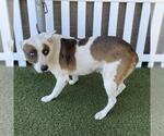 PIRATA - Male Mutt Dog for Adoption - Small photo