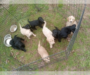 Goldendoodle Puppy for sale in BALL GROUND, GA, USA