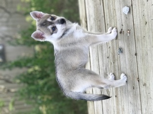 Alaskan Klee Kai Puppy for sale in REPUBLIC, MO, USA