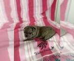 Small #25 French Bulldog