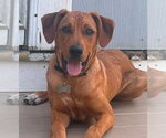 Small Labrador Retriever Mix