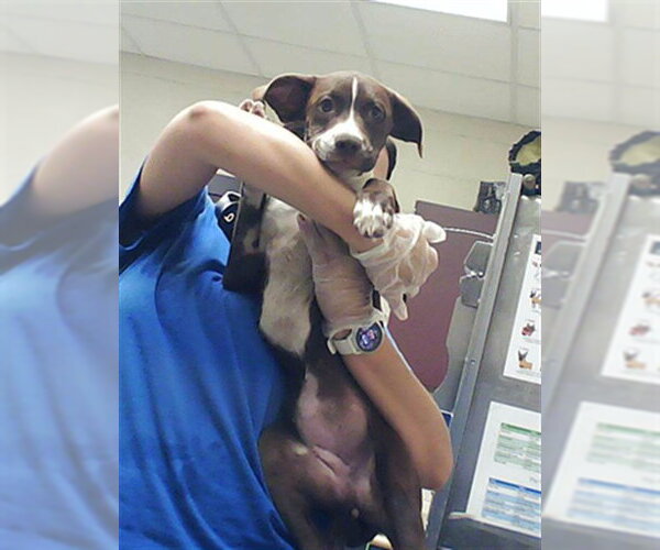 Medium Photo #1 Labrador Retriever-Unknown Mix Puppy For Sale in Fayetteville, NC, USA