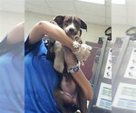 Small Labrador Retriever Mix