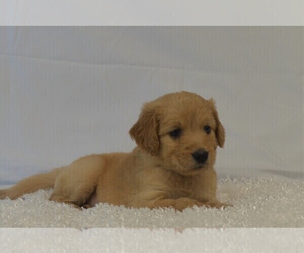 Medium Photo #5 Goldendoodle Puppy For Sale in LIVE OAK, FL, USA