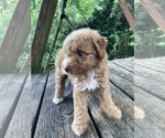 Small #11 Poodle (Miniature)