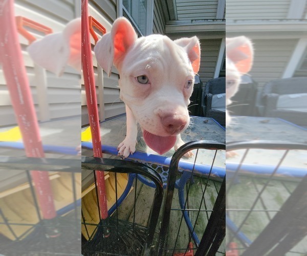 Medium Photo #13 American Bully Puppy For Sale in HARRISBURG, PA, USA