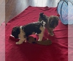 Small Photo #6 Havanese Puppy For Sale in JEFFERSON, GA, USA