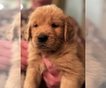 Small #24 Golden Retriever